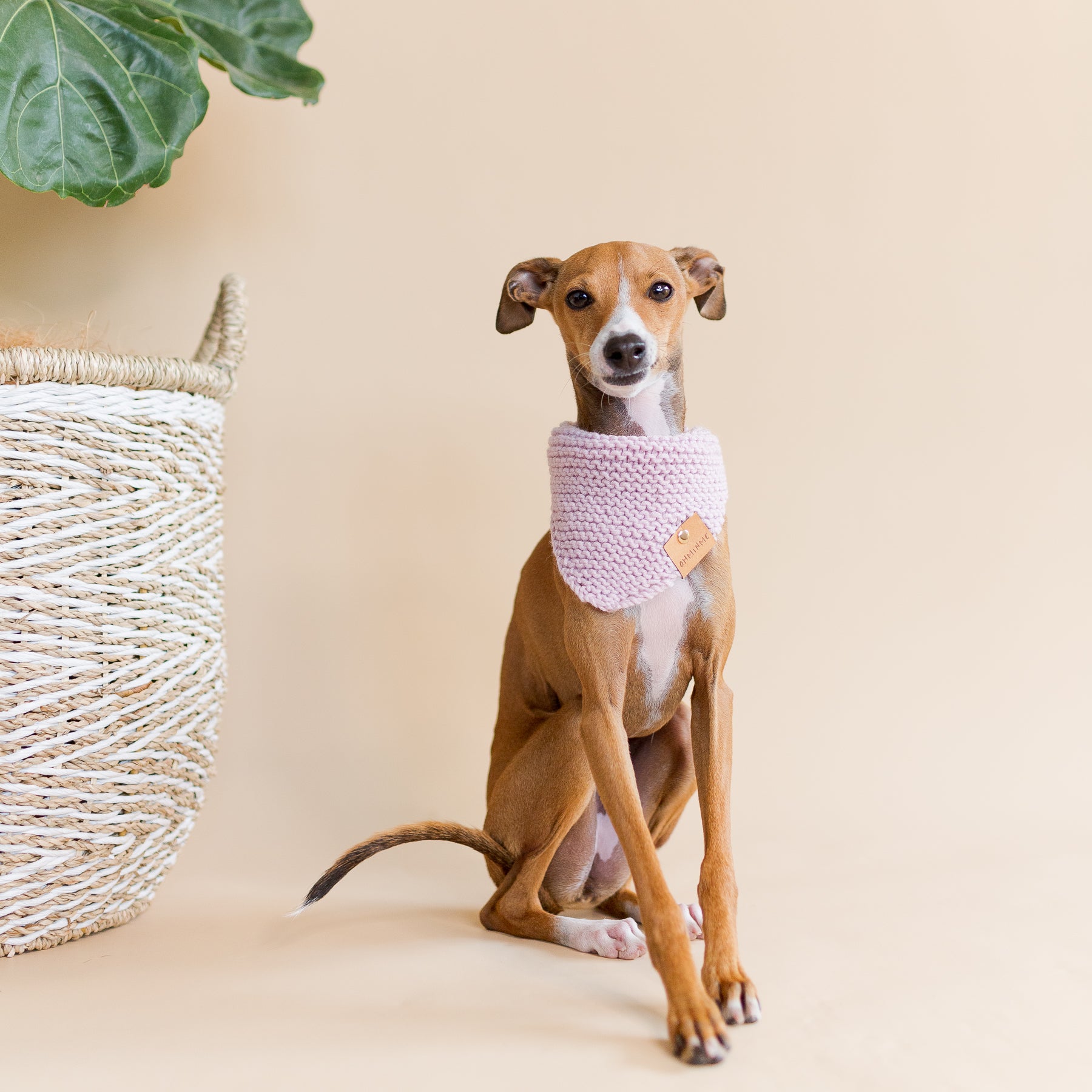 red Italian greyhound dog in pink organic wool bandana sitting next to pot plant