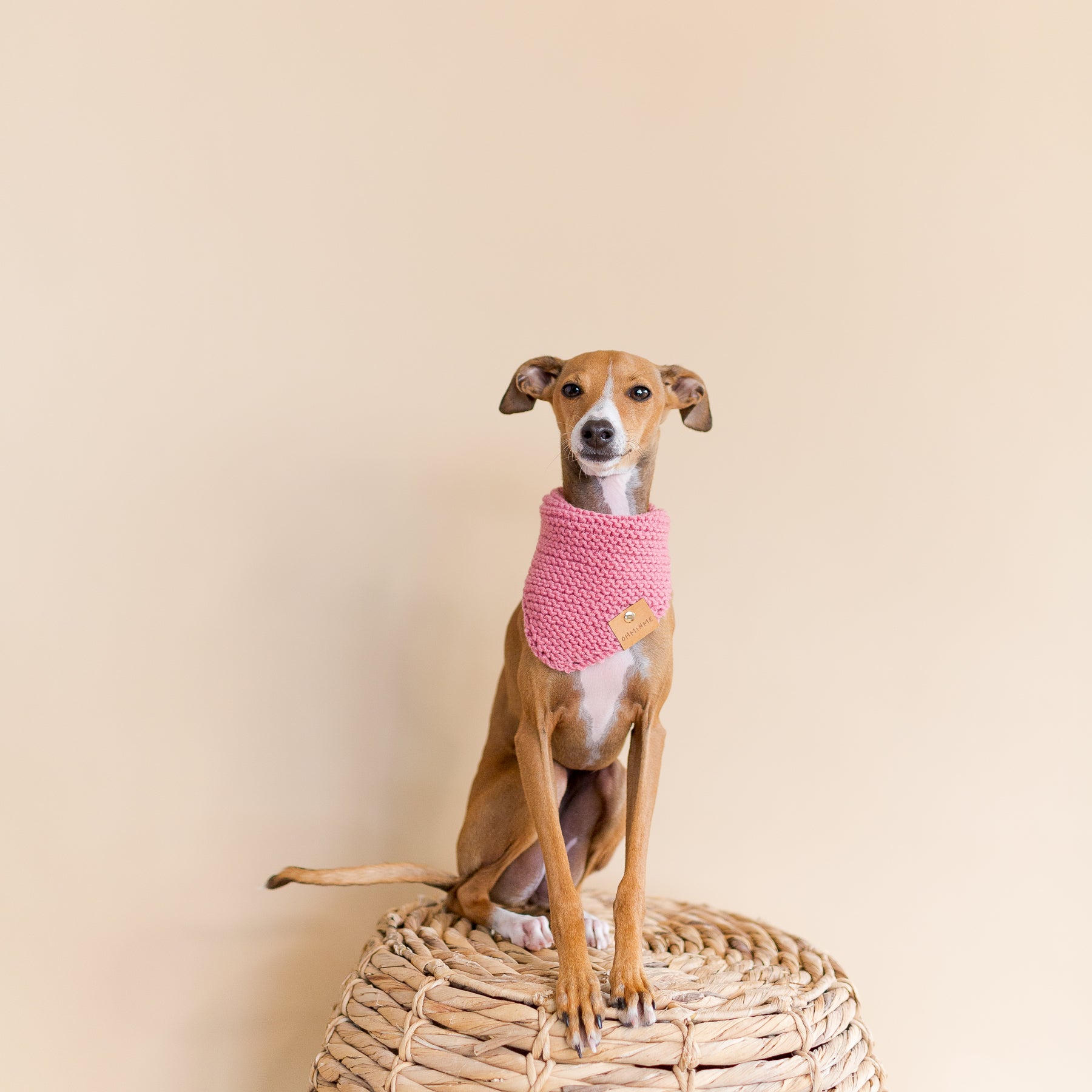 red italian greyhound sitting on a basket in a pink knitted bandana
