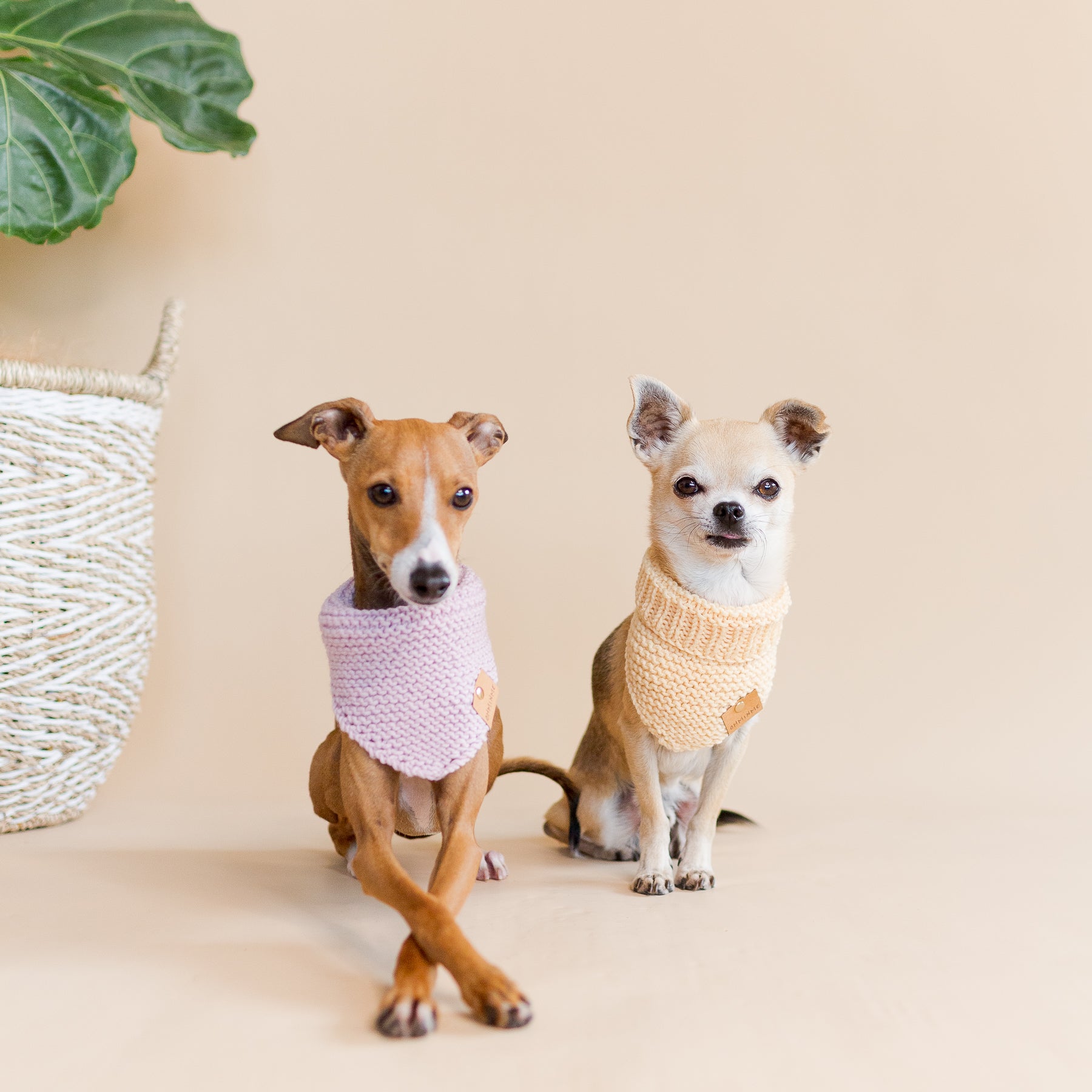 Italian greyhound and chihuahua dogs wearing knitted organic merino wool bandanas in pink and yellow