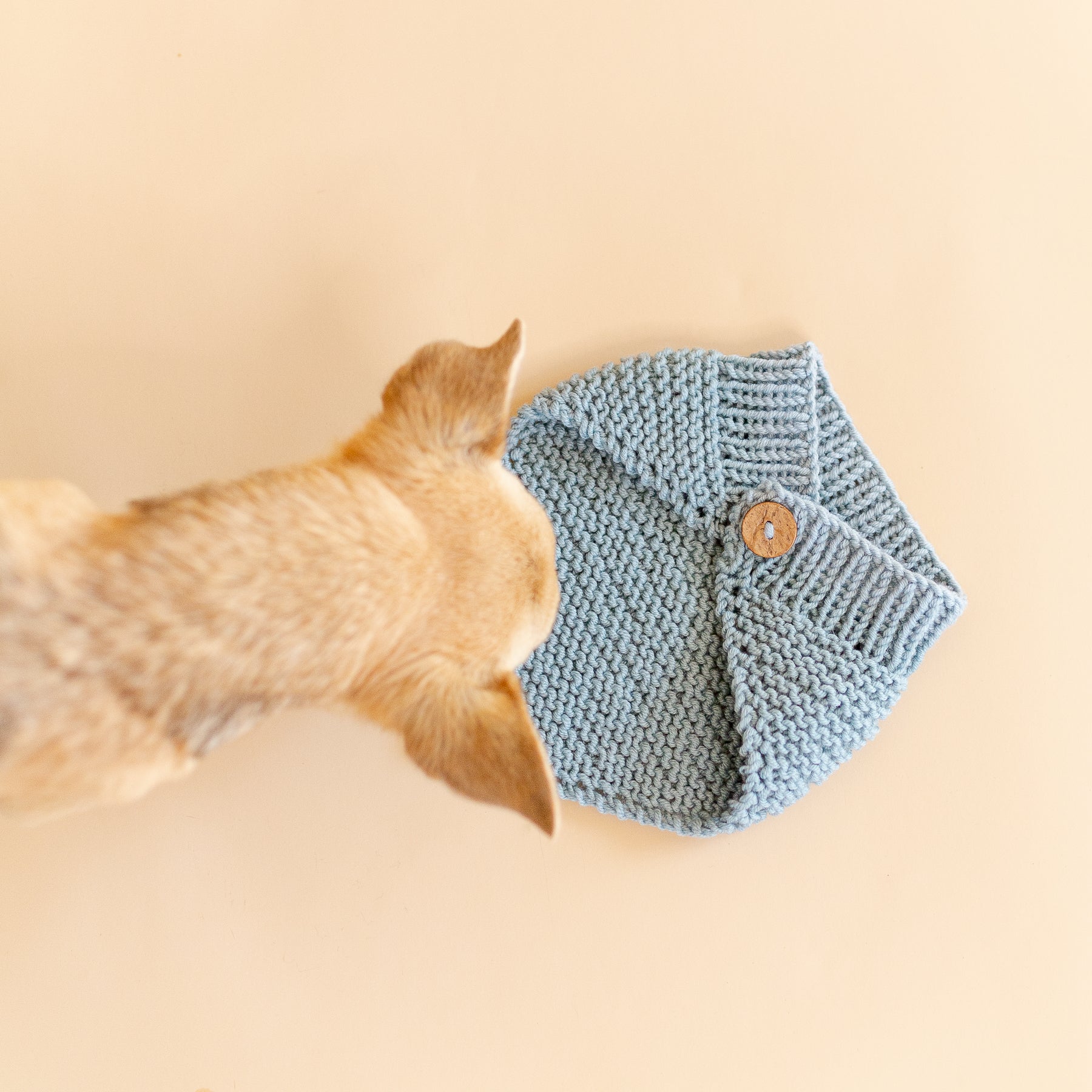 chihuahua looking at organic merino wool dog bandana in blue teal with a coconut shell button, close-up