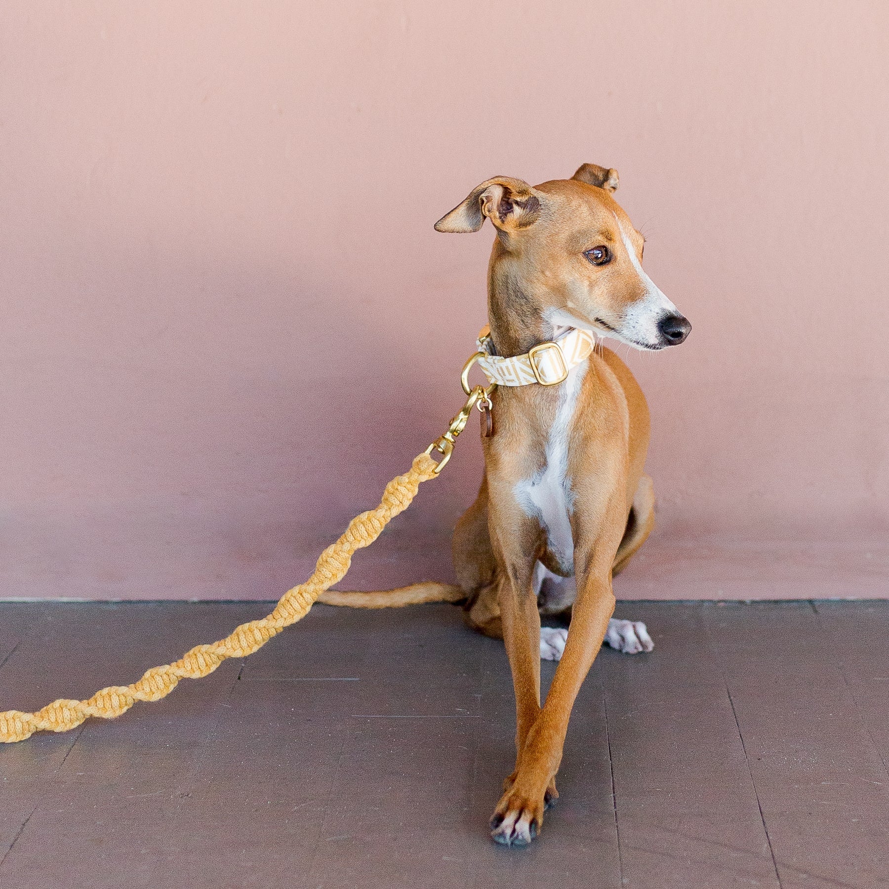 Italian greyhound wearing a macrame dog leash and matching dog collar in mustard yellow