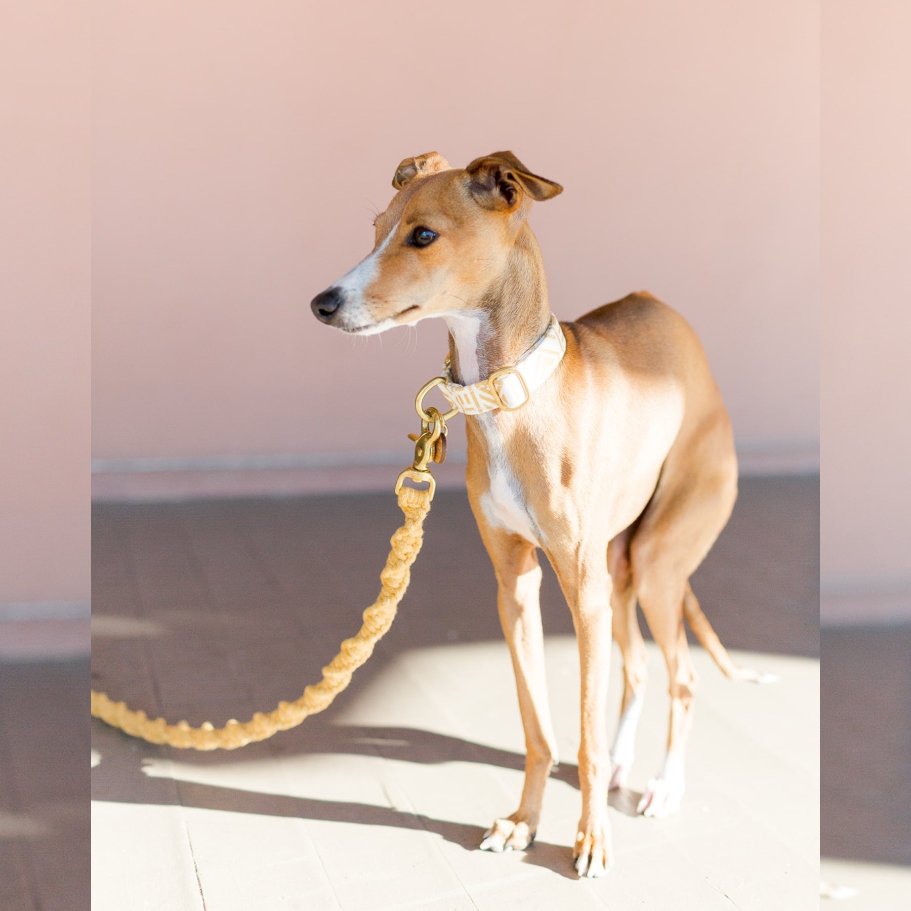 Italian greyhound wearing a macrame dog leash and matching dog collar in mustard yellow