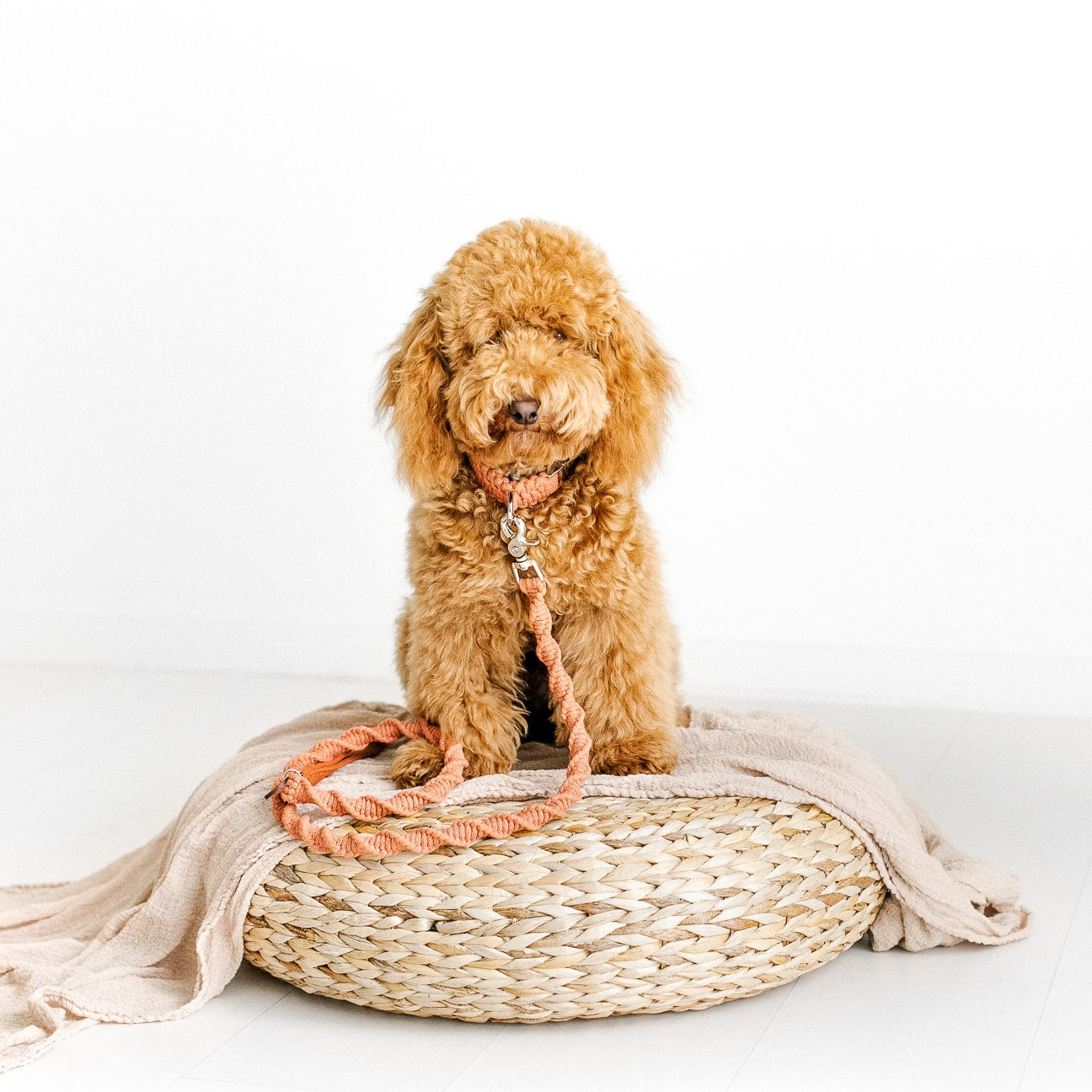 red mini poodle sitting on a floor cushion wearing a macrame dog leash and collar in orange terracotta