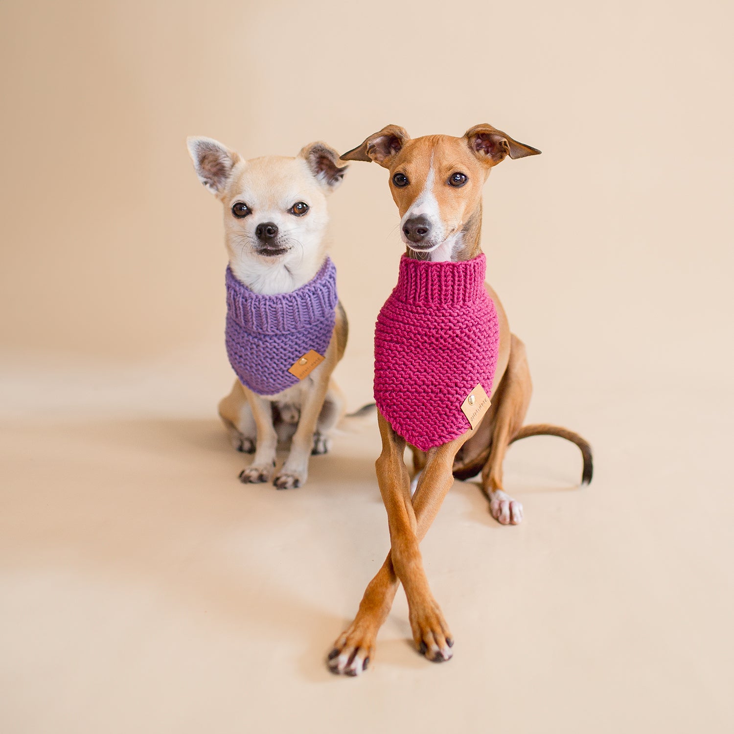 two small dogs wearing purple and pink hand-knitted organic merino wool dog bandanas