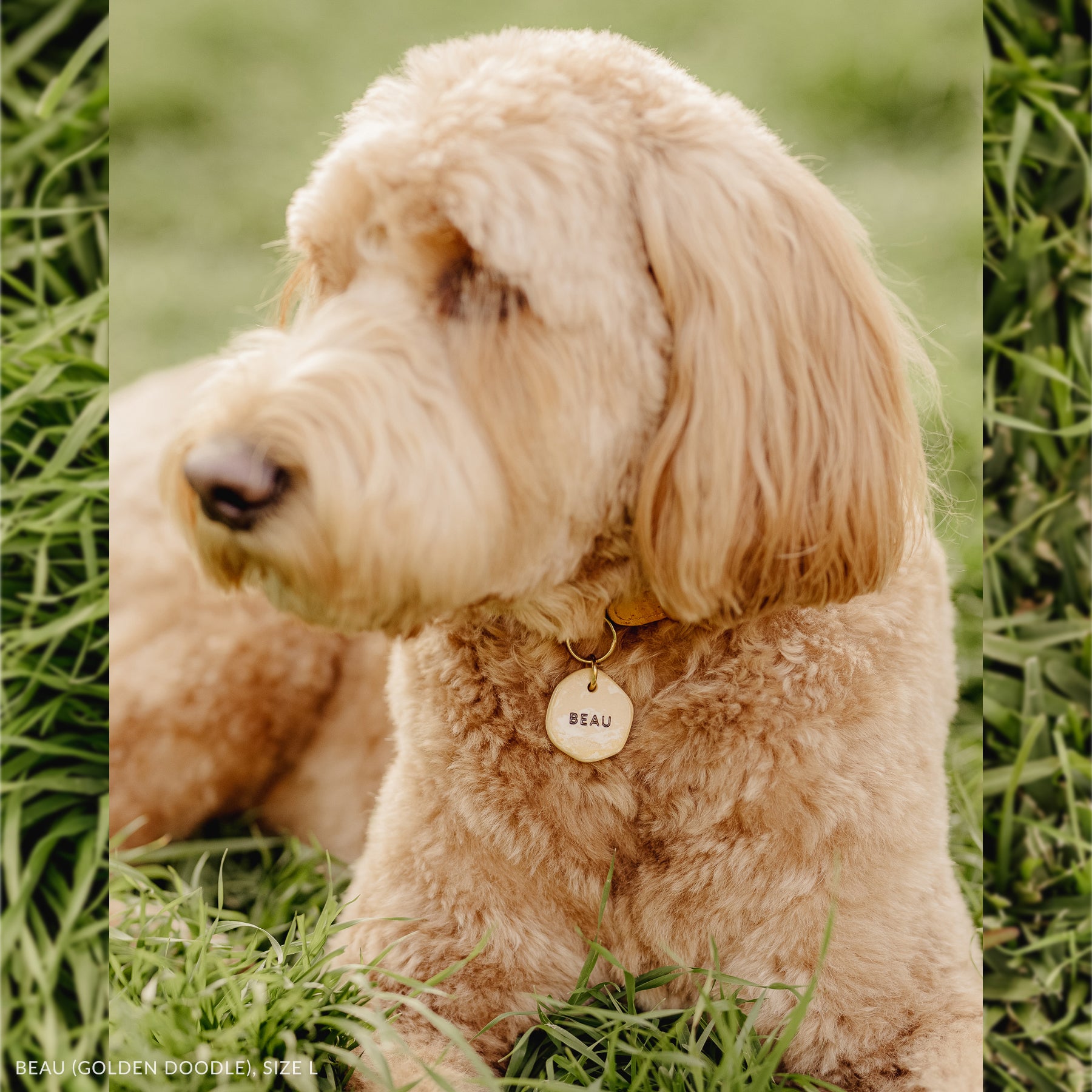 goldendoodle wearing customized travertine look ID tag with name