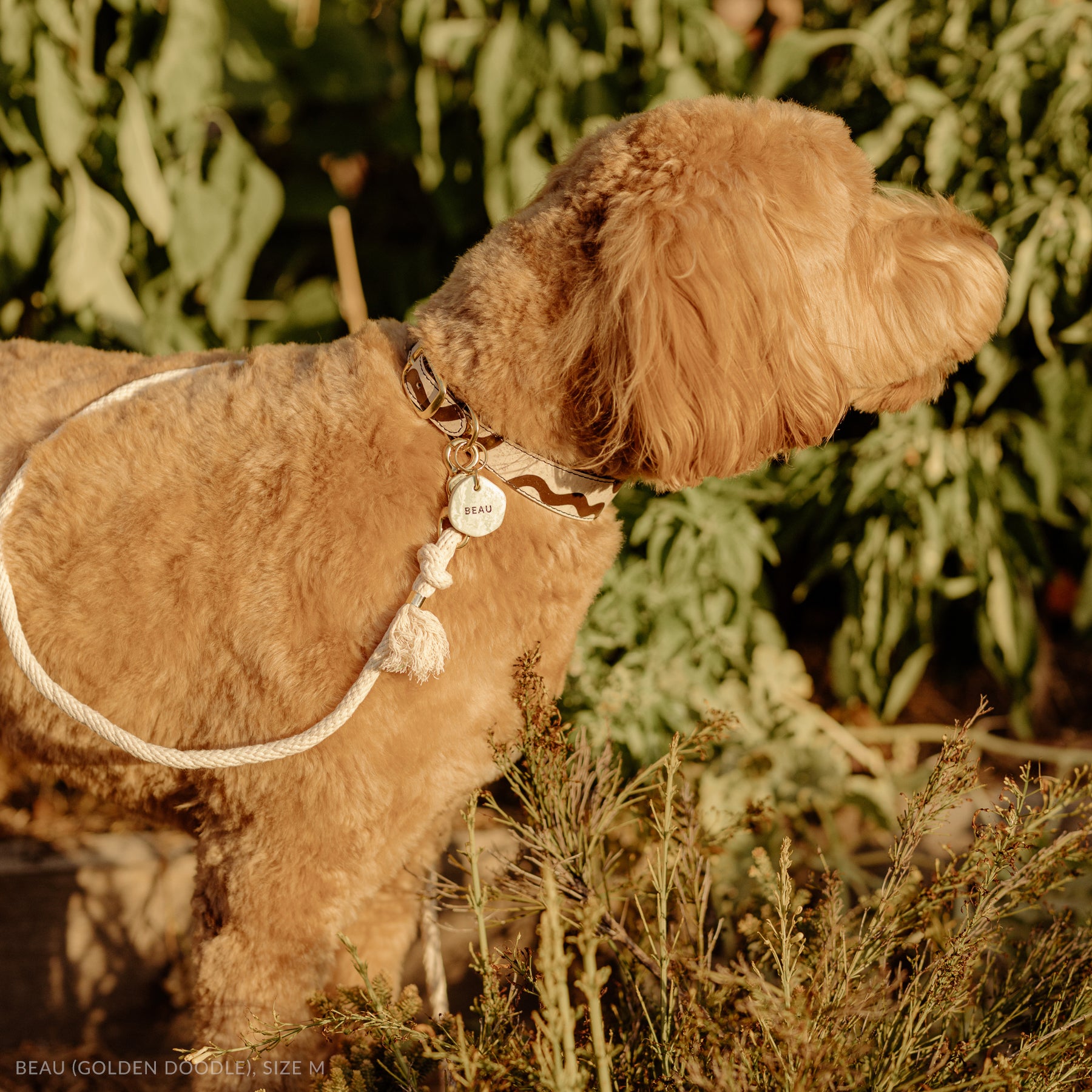 golden doodle standing in front of greenery wearing a cork leather collar with a custom dog name tag and organic cotton leash