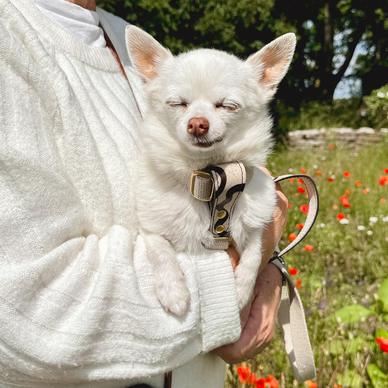 small dog wearing a cork leather and organic hemp harness, held by a woman in a white jumper