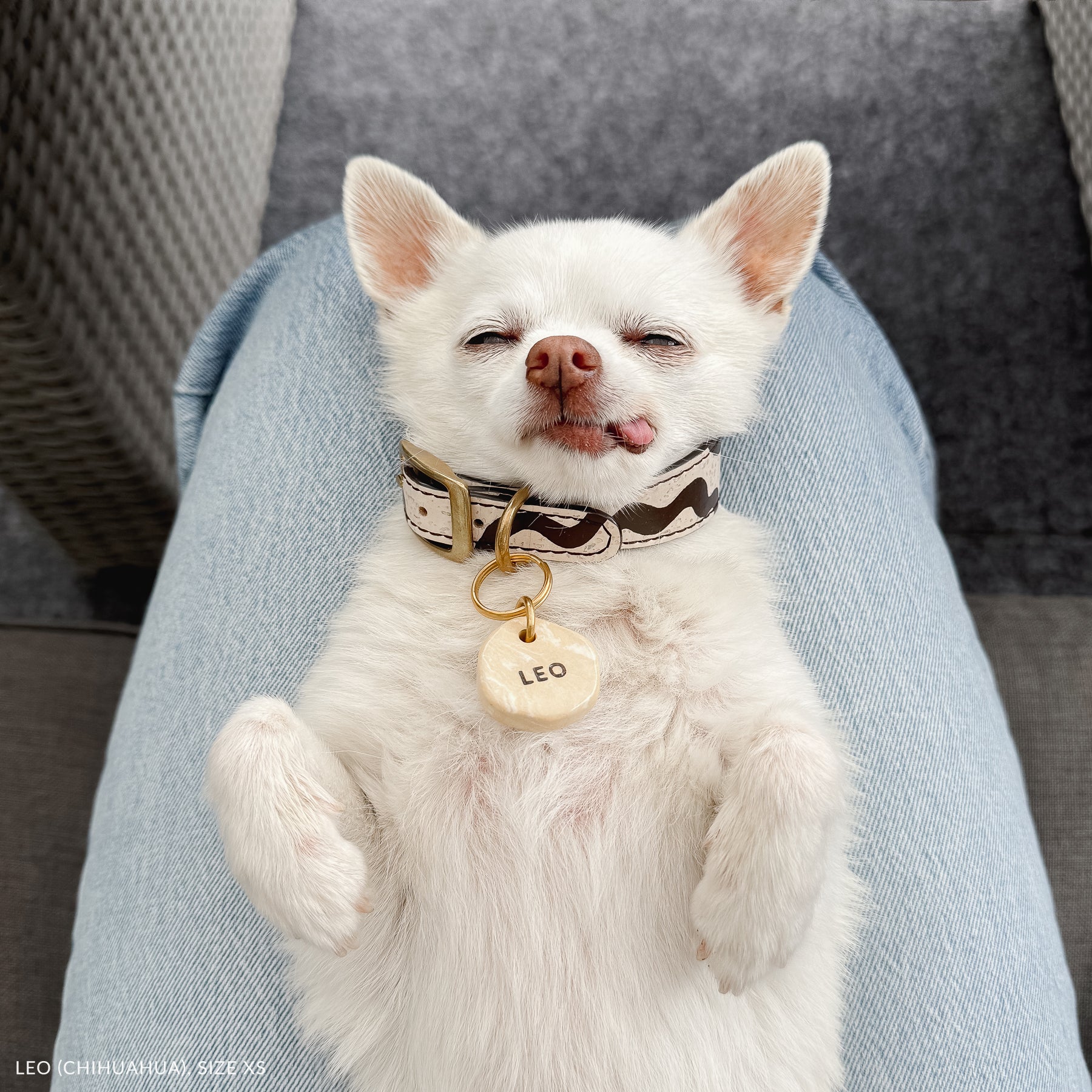 white small dog resting on a person’s lap, wearing a cork leather collar and a personalized ID tag, made in Australia