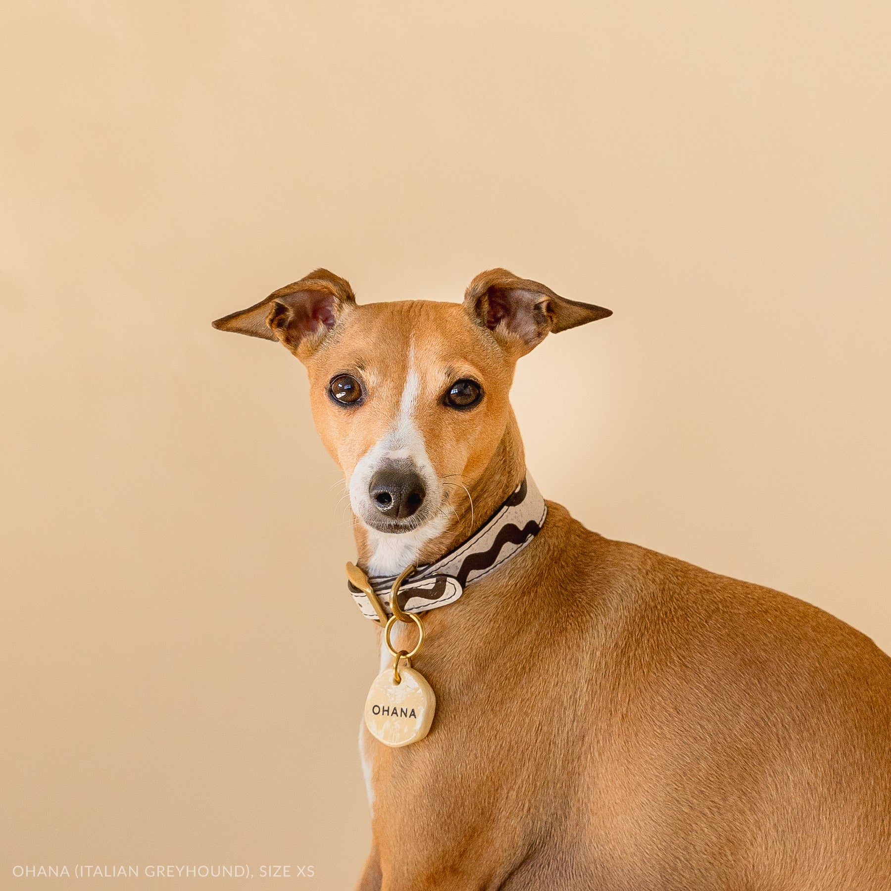 Italian Greyhound wearing a hand-painted vegan cork leather collar with a personalized ID tag, gainst a beige backdrop