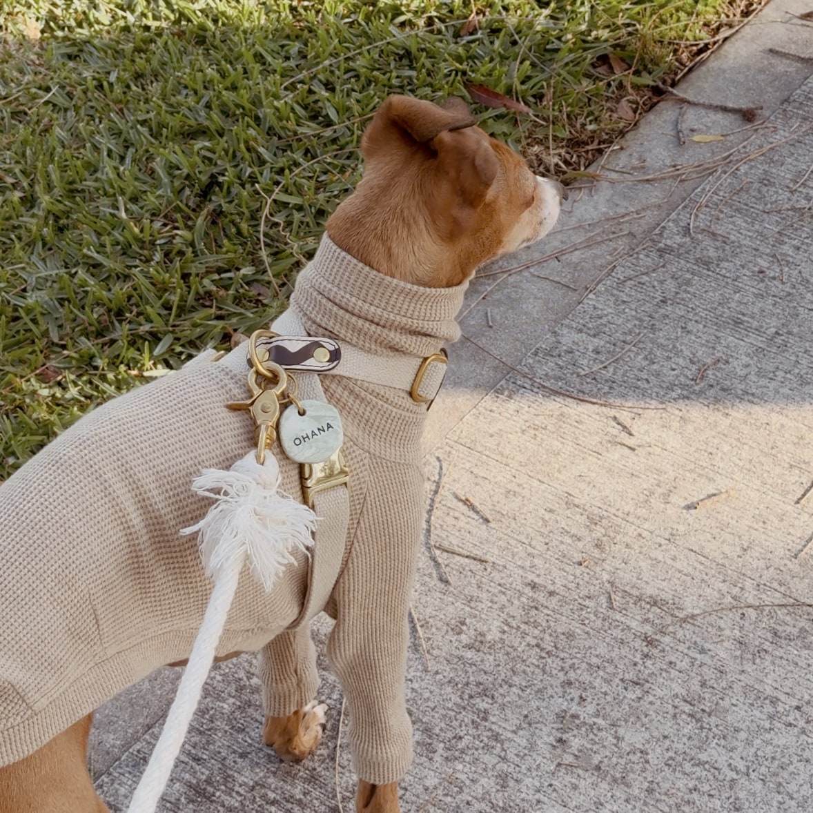 Dog wearing a sweater with a hemp harness and leash, standing next to grass.