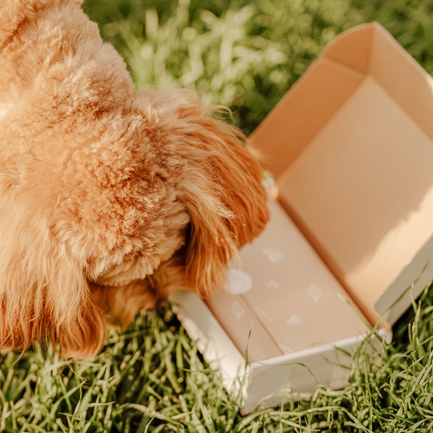 Groodle dog curiously gazing at a cardboard box from the eco-friendly dog accessory brand OHMINME