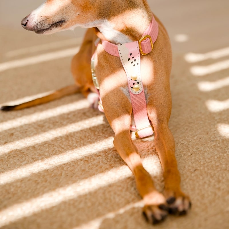 Small dog wearing a pink cork leather and hemp harness with brass hardware
