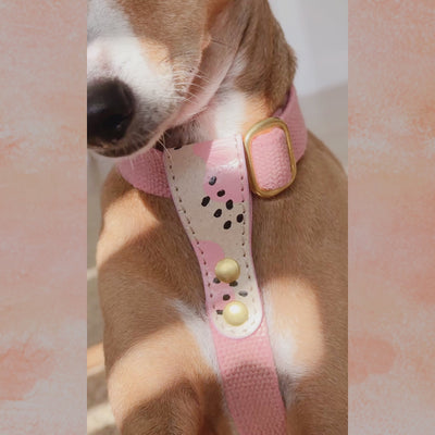 Italian Greyhound wearing pink vegan cork leather and hemp dog harness with personalised cork ID tag