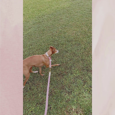 Italian greyhound walking outside wearing cork leather dog slip collar and matching hemp leash in pink