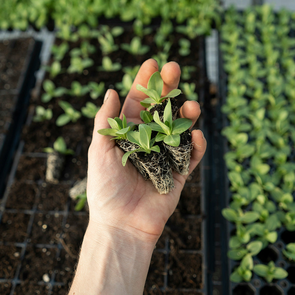 hand holding Australian native tree seedlings ready for planting