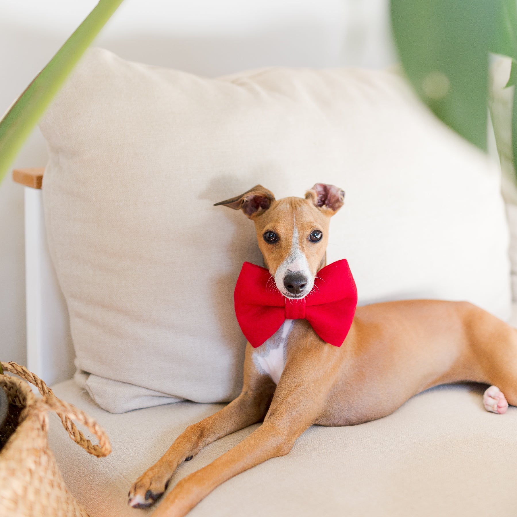 red fawn Italian greyhound puppy wearing big bow tie in red